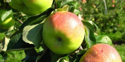 Koja je razlika između stabla jabuke bogatyr i drugih sorti